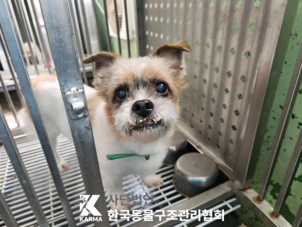 한국동물구조관리협회_411315202500111